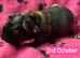Skinny Pig Sows