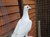 White Logan Hen &ndash; 6 Months Old