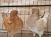 modena pigeons