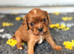 Black tan male left - health tested & kc reg