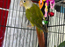 Baby&rsquo;s green cheek conure