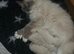 GCCF Beautiful Ragdolls