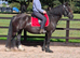 14.2/3 Dales X Fresian rising 5 year old mare