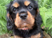 Quality KC registered cavalier puppy