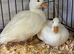 Pair of white call ducks