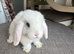 1 Lovely handsome baby mini lop buck.