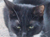One cat for free