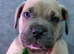 8 ABKC REGISTERED POCKET BULLYS