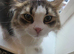 Rehoming my cats