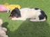 Jack Russell puppies