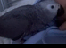African Grey