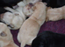 Beautiful Labrador Puppies.