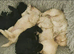 F1 Gorgeous Cokapoos Mother poodle (small to medium in size ) & Father cocker spaniel (small to medium size)