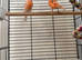 Breeding pair of red factor canaries