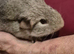 5 adorable baby guinea pigs