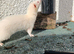 MICRO FERRETS