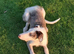 Male lurcher