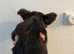 2 CHORKIE PUPPIES FOR SALE