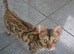 Bengal female tica registered