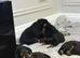 Chunky Rottweilers