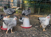 Silver laced bantam Wyandotte pullets for sale