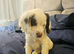 10 WEEK COCKER SPANIEL BITCH FOR SALE