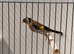 Steady goldfinch hen