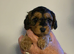 Awesome f1b cockerpoo pups
