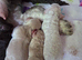 Cockapoo puppies