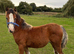 STUNNING HILLGARTH COLT