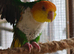Pair of Green-Thighed Caiques RARE