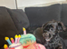 4 year old Shih poo for sale