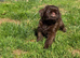 Three chocolate Griffon Boys
