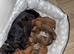 6 miniature dachshund puppys