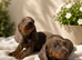 8-week-old Miniature Dachshund boys looking for their forever homes.