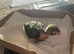 Beautiful hand reared female baby lovebird