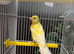 Young male canary with cage