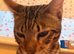 Male Bengal Kitten