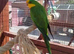 TWO MALE BARRABAND / SUPERB PARAKEETS