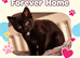 Beautiful Tabby Brown/Black kittens