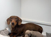 Miniature dachshunds