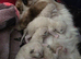 RAGDOLLS KITTENS /Reservation Open.