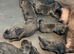 Gorgeous chunky Labernese puppies