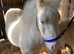 Beautiful Cremello Mini Shetland Gelding For Sale