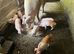 British Saddleback × Welsh Piglets – £45 Each