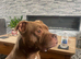 Urgent rehome