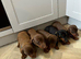 Miniature dachshund 4 available