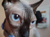 READY NOW Stunning Sphynks kittens,