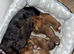 6 miniature dachshund puppys