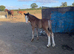 Outstanding foals for sale